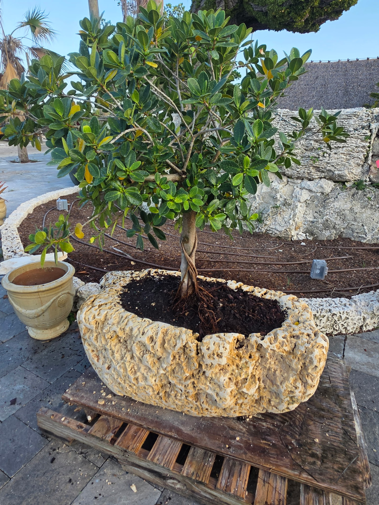 Stone planter holding a mature tree on the grounds